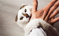 为什么有的猫咪那么爱咬人