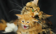 猫咪会舔其它小猫咪是为什么