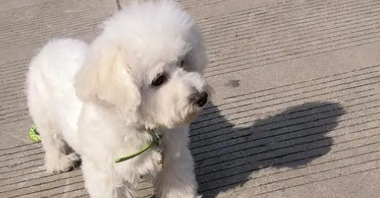 比熊突然尿血怎么回事啊