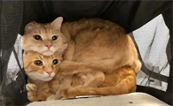 两只公猫可以一起养吗为什么
