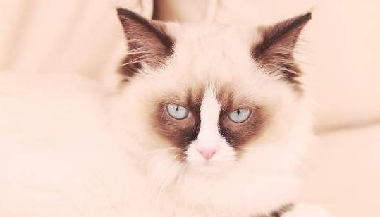 布偶猫感冒了怎么治疗好
