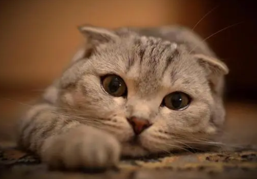 苏格兰折耳猫有基因缺陷吗 苏格兰折耳猫有基因缺陷吗