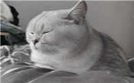 猫咕噜声为什么助眠啊