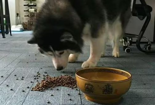 哈士奇应该怎么喂狗粮呢