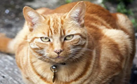 猫咪羊水为什么是黑色的