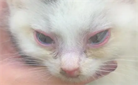 猫咪瞳孔为什么变黄色啊