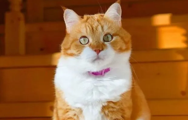 橘猫是招财猫吗