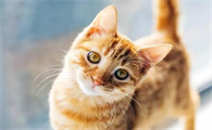 猫咪感冒打喷嚏吃什么药比较好
