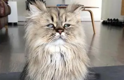 鳌拜猫介绍! 鳌拜猫介绍!