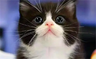 黑白踏雪猫吉利吗