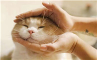 猫为什么冲主人笑啊