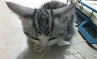 猫瘟症状初期症状有哪些表现啊