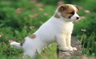 狗狗能吃鱿鱼吗？