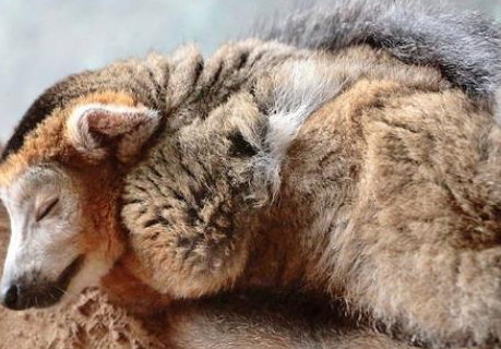 特征明显的冠美狐猴,可以关注一下 特征明显的冠美狐猴,可以关注一下