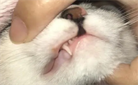 猫嘴唇溃疡能自愈吗怎么治