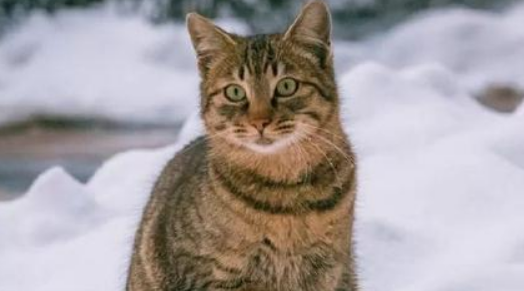 为什么说东北猫不好？