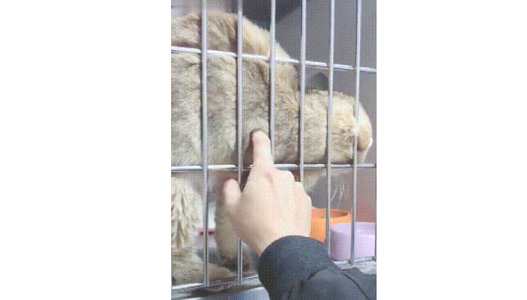 铲屎官当着猫咪的面摸别的猫，看猫咪那眼神，网友：自求多福吧 