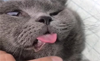 猫咪舌头为什么会长刺毛啊