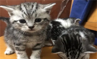一个月的猫怎么样喂养比较好