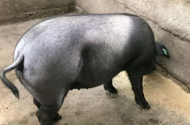 苏太母猪是什么品种？苏太母猪的优缺点？