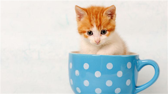 茶杯猫和茶杯狗的战争：到底谁是茶杯界的萌宠霸主？ 
