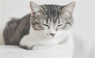 猫咪为什么不怕自己生病呢