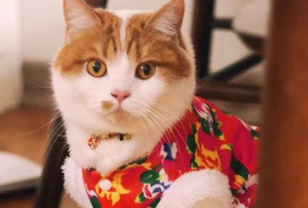 东北猫吃什么?怎么养比较好? 东北猫吃什么?怎么养比较好?