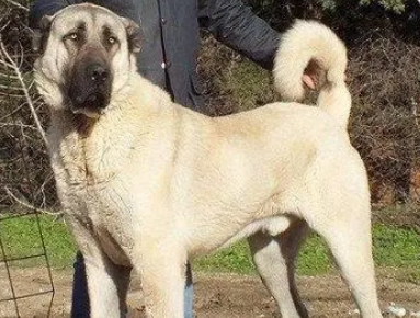 坎高犬适合家养吗? 坎高犬适合家养吗?