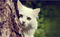 猫咪为什么要踩爪子睡觉啊