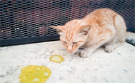 猫口吐黄水带沫怎么回事