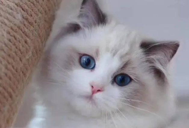 布偶猫可以活多久呢