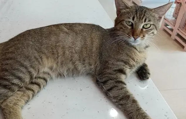 狸猫是狸猫,雀猫是雀猫,罕见的雀猫才是中华田园猫的大哥?-宠物网