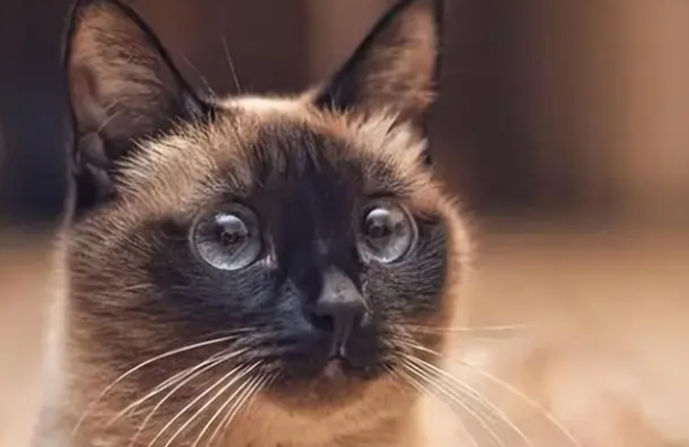 麝香猫是几级保护动物