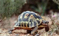 特拉凡柯陆龟的品种简介，来一起看看吧