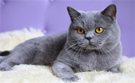 猫咪为什么咬自己牙齿呢