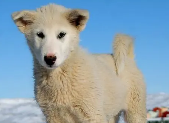 格陵兰犬怎么养？宠主看过来