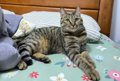 狸花猫好养吗 需要注意些什么