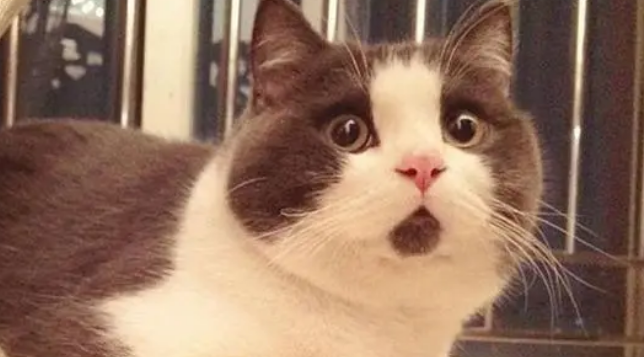 惊讶猫是什么品种？