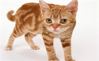 猫咪鼻子不长毛怎么回事