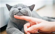 猫咪有必要陪伴吗为什么啊