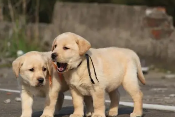 拉布拉多幼犬咳嗽怎么办