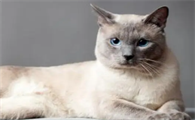 什么品种的猫最贵啊