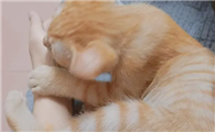 小猫咪为什么粘人呢