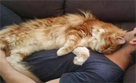猫咪应该分房睡吗为什么呢