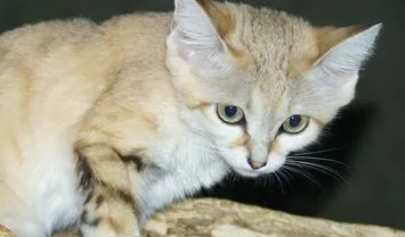 沙丘猫:世界上最小的猫之一,以毒蛇为食,可以一月不喝水 沙丘猫:世界上最小的猫之一,以毒蛇为食,可以一月不喝水