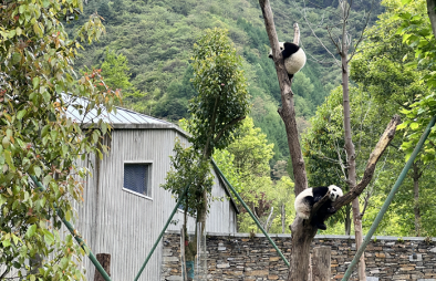 关于大熊猫,你不知道的冷知识 关于大熊猫,你不知道的冷知识