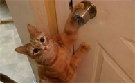 猫咪可以开锁吗为什么啊