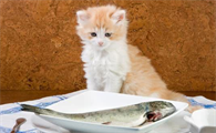 猫可以吃生鱼吗为什么