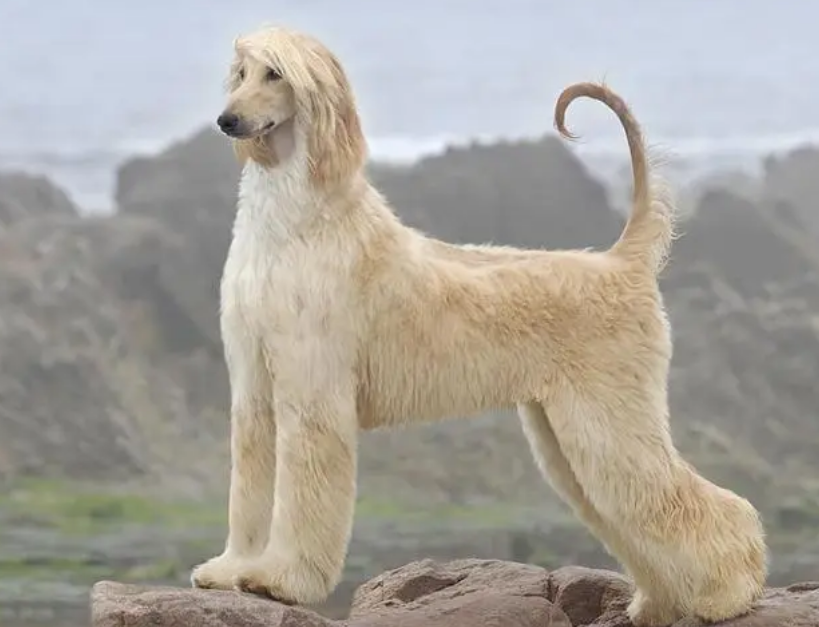 阿富汗猎犬为啥被禁养