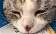 猫咪为什么会感染鼻子流血呢